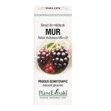 Mulberry bud extract, 50 ml, Plant Extrakt