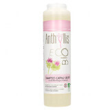 Anthyllis EcoBio, shampoo for oily hair and dandruff, burdock extract, 250 ml