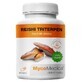 Reishi Triterpen 20 % polizaharide 10 % triterpene 90 caps MycoMedica