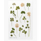 Adhesivos florales decorativos Trébol