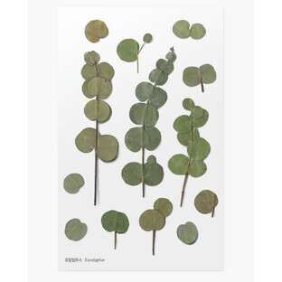 Dekorative Pflanzenaufkleber Eukalyptus