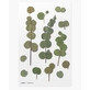 Decorative plant stickers Eucalyptus