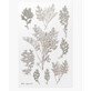 Autocollants pour plantes décoratives Fleur de sureau