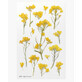 Stickers décoratifs fleurs colza