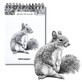 Cuaderno de bocetos A6 vertical en espiral Ardilla 60K 120 g/m² Narciso