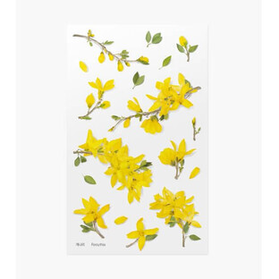Forsythia Appree autocollants décoratifs pour fleurs