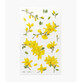 Forsythia Appree autocollants décoratifs pour fleurs