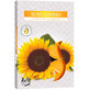 Calentadores de fragancia Bispol Aura Sunflower, 6 piezas