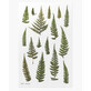 Decorative plant stickers fern orchid