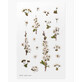 Decorative stickers flowers Tavula