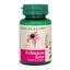 Echinacea forte, 60 tablets, Dacia Plant