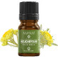 Immortelle pure essential oil (M - 1447), 2 ml, Mayam