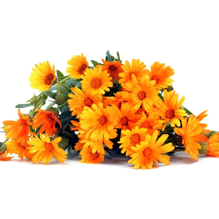 Balsam mit Ringelblume und Propolis, 150 ml, Transvital