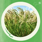 BoboVita Papilla Arroz Frambuesa 6 meses+, 180 g