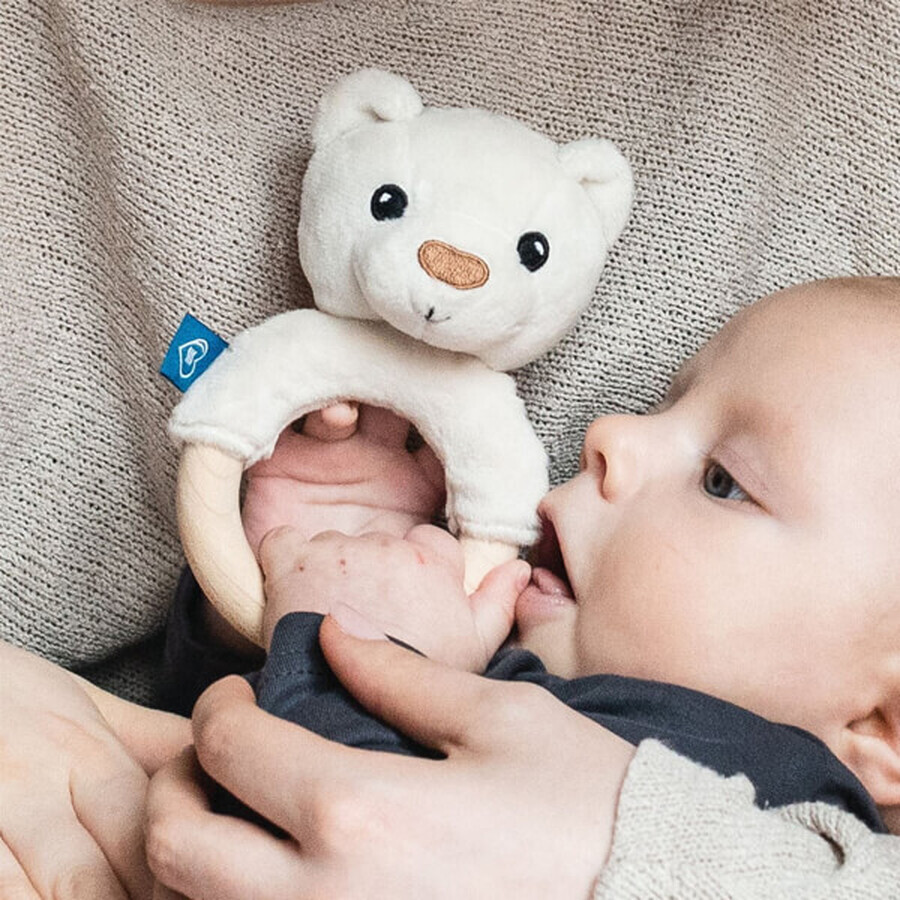 Whisbear, dentiera in legno, orso bianco, dopo i 3 mesi, 1 pezzo