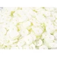 6 mm decoratieve pailletten, crème pastel
