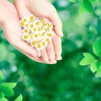 Naturella Ultra Normal compresas con alas 20 unidades