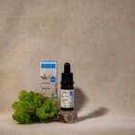Kvitok Gesichtsserum - Grüner Tee 10 ml Kvitok Gesichtsserum - Grüner Tee 10 ml