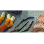 MRL Triton: cordyceps + reishi + shiitake 90 tablets