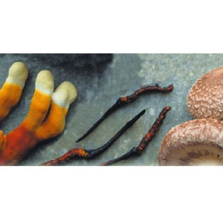 MRL Triton: cordyceps + reishi + shiitake 90 tablets
