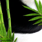 Bear Fruits Bamboe Panda Haarmasker (+ haarkapje) 20 ml