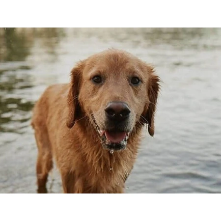 FRONTLINE COMBO spot-on for DOG L 3 x 2.68 ml 3x2.68 ml 3x2.68 ml, solution for dogs