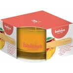 Bolsius Aromatic 2.0 Tea Maxi 8st Granaatappel, geurkaarsen 1×8 stuks, geurkaars Bolsius Aromatic 2.0 Tea Maxi 8st Granaatappel, geurkaarsen 1×8 stuks, geurkaars