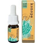 Hemp co. 10% CBD in organic pumpkin seed oil - broad spectrum 1000g 1×10 g Hemp co. 10% CBD in organic pumpkin seed oil - broad spectrum 1000g 1×10 g