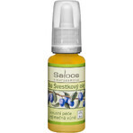 SALOOS Olio vegetale di prugna 1×20 ml olio SALOOS Olio vegetale di prugna 1×20 ml olio