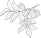 Alteya Organics Ylang - Ylang oil 1&#215;10 ml, essential oil