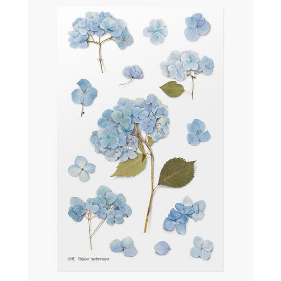 Dekorative Blumenaufkleber Hortensie