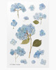 Decorative stickers flowers Hydrangea