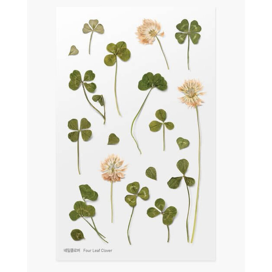 Adhesivos florales decorativos Trébol