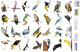Stickers Oiseaux