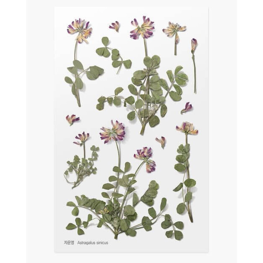 Autocollants décoratifs pour fleurs Trèfle des prés