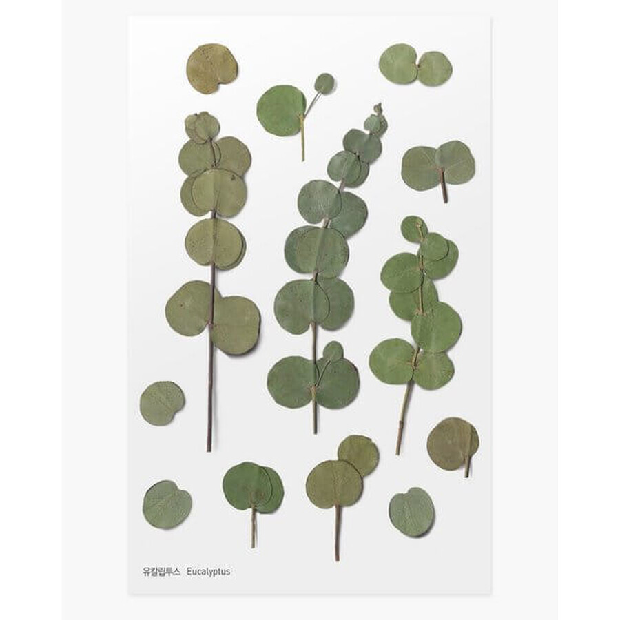Decorative plant stickers Eucalyptus