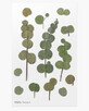 Decorative plant stickers Eucalyptus
