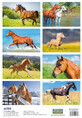 Stickers Horses