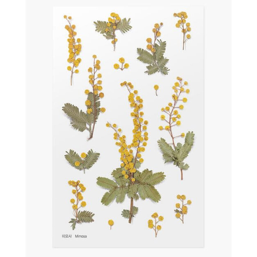 Adhesivos decorativos flor de mimosa