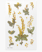 Autocollants d&#233;coratifs en forme de fleur de mimosa