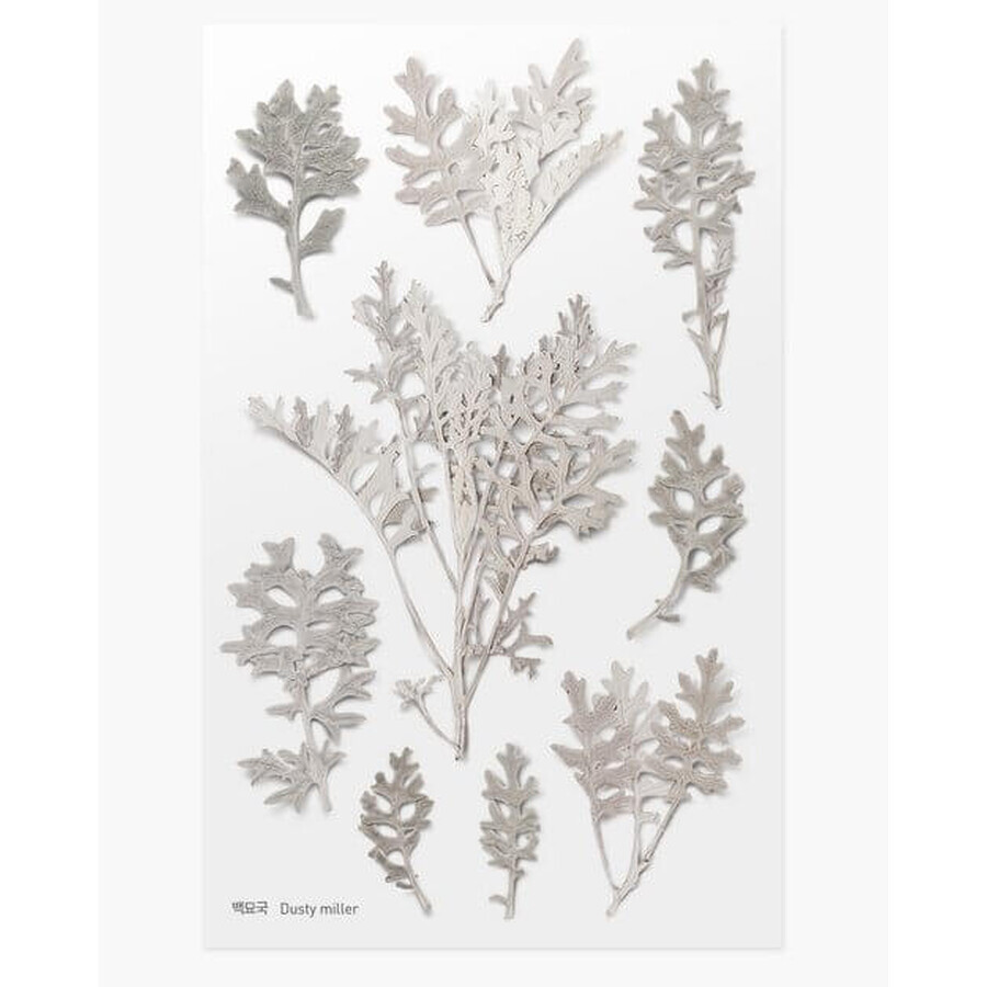 Autocollants pour plantes décoratives Fleur de sureau