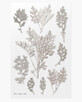 Autocolante decorative pentru plante Floarea socului