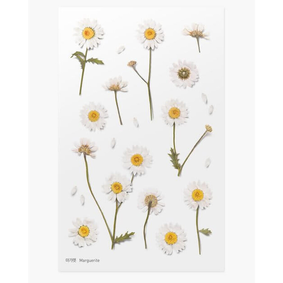 Pegatinas decorativas de flores Margarets