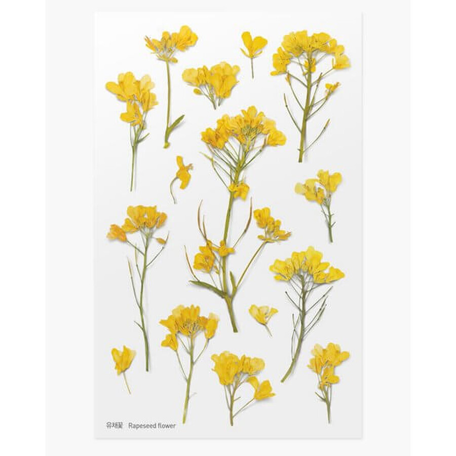 Stickers décoratifs fleurs colza