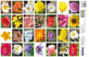 Pegatinas Flores