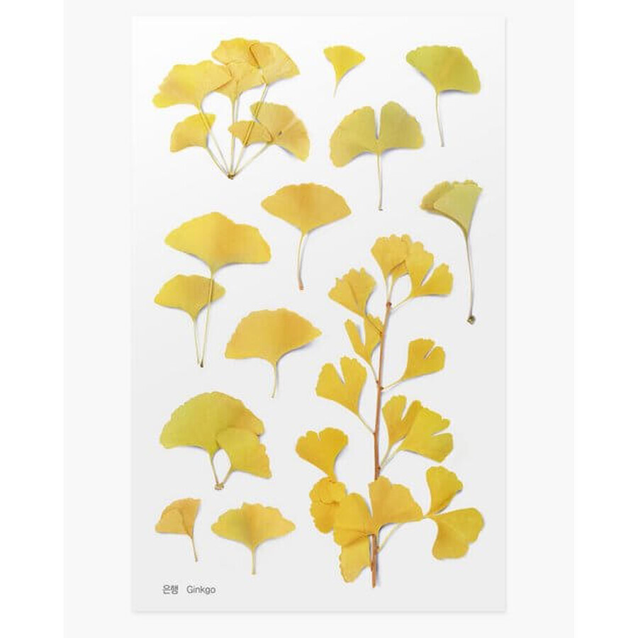 Dekorative Pflanzenaufkleber Ginkgo-Baum