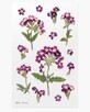 Adesivi floreali decorativi Verbena