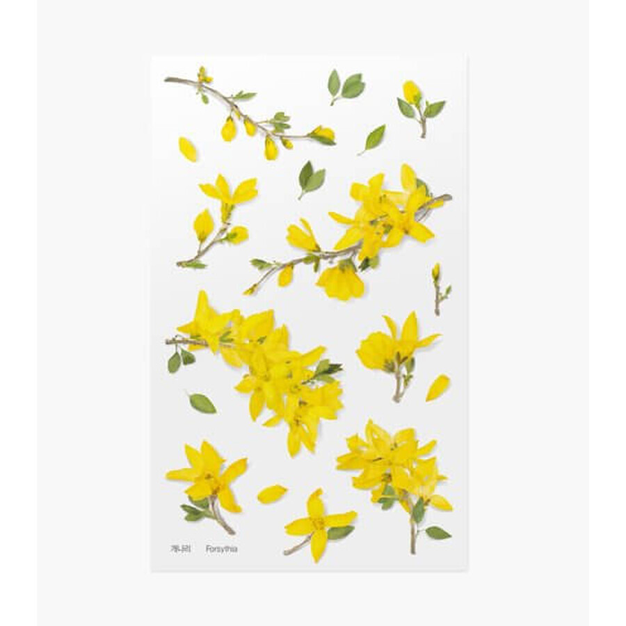 Forsythia Appree autocollants décoratifs pour fleurs