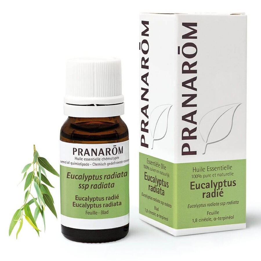 Pranarôm Ätherische Öle Eukalyptus Radie 10ml