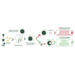 Humer Stop alle allergie Dispositivo per fototerapia intranasale Humer Stop alle allergie Dispositivo per fototerapia intranasale